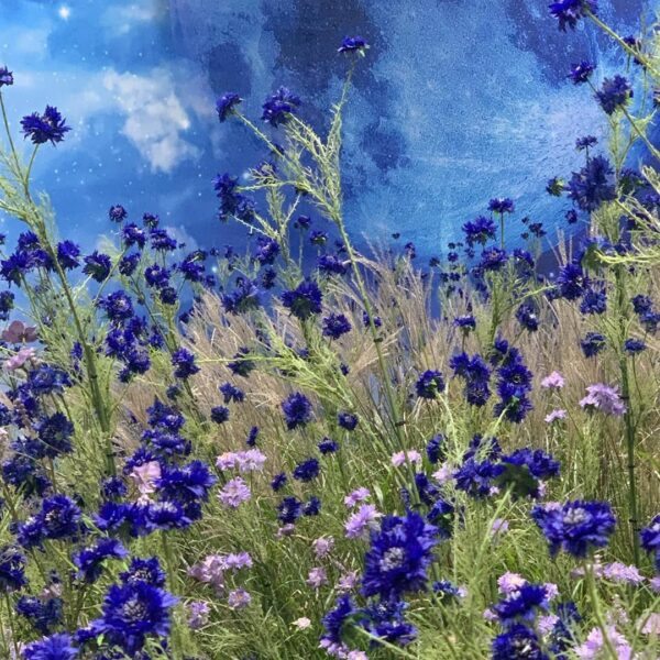 the color blue…