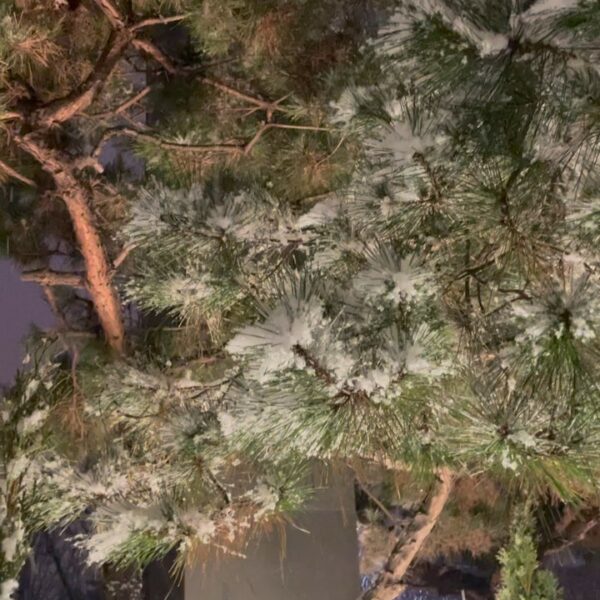 Il neige …