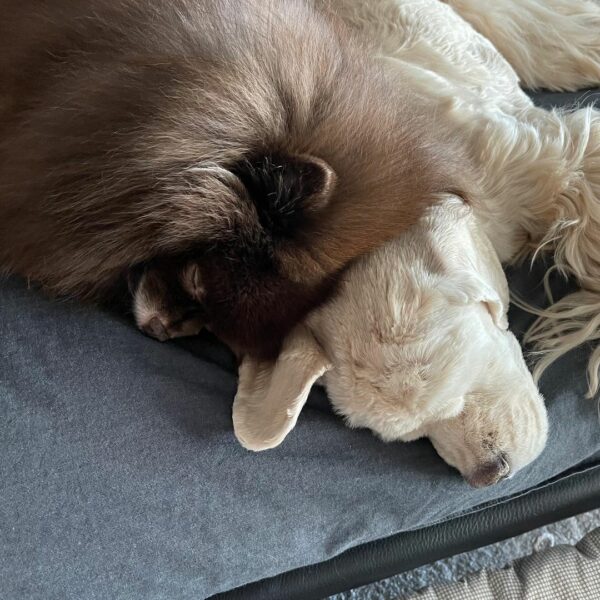 내애기들 이렇게 까지 붙어 자는 이유는 ~?…