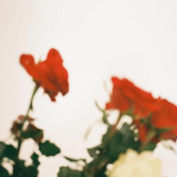 in bloom…