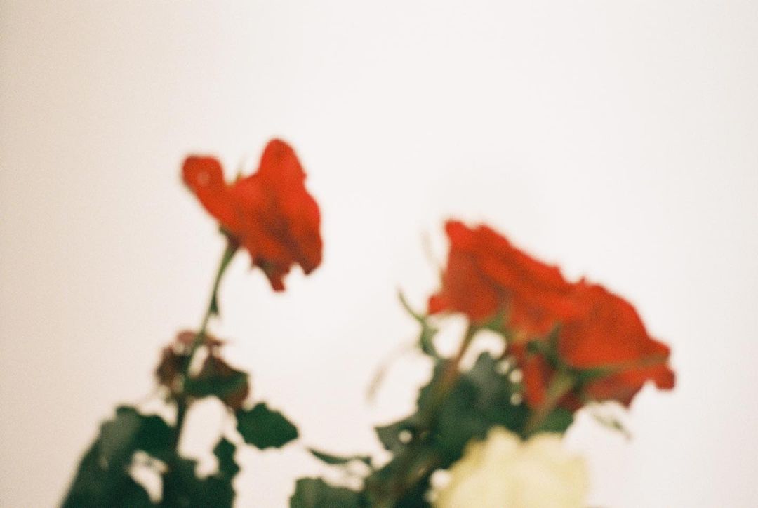 in bloom…