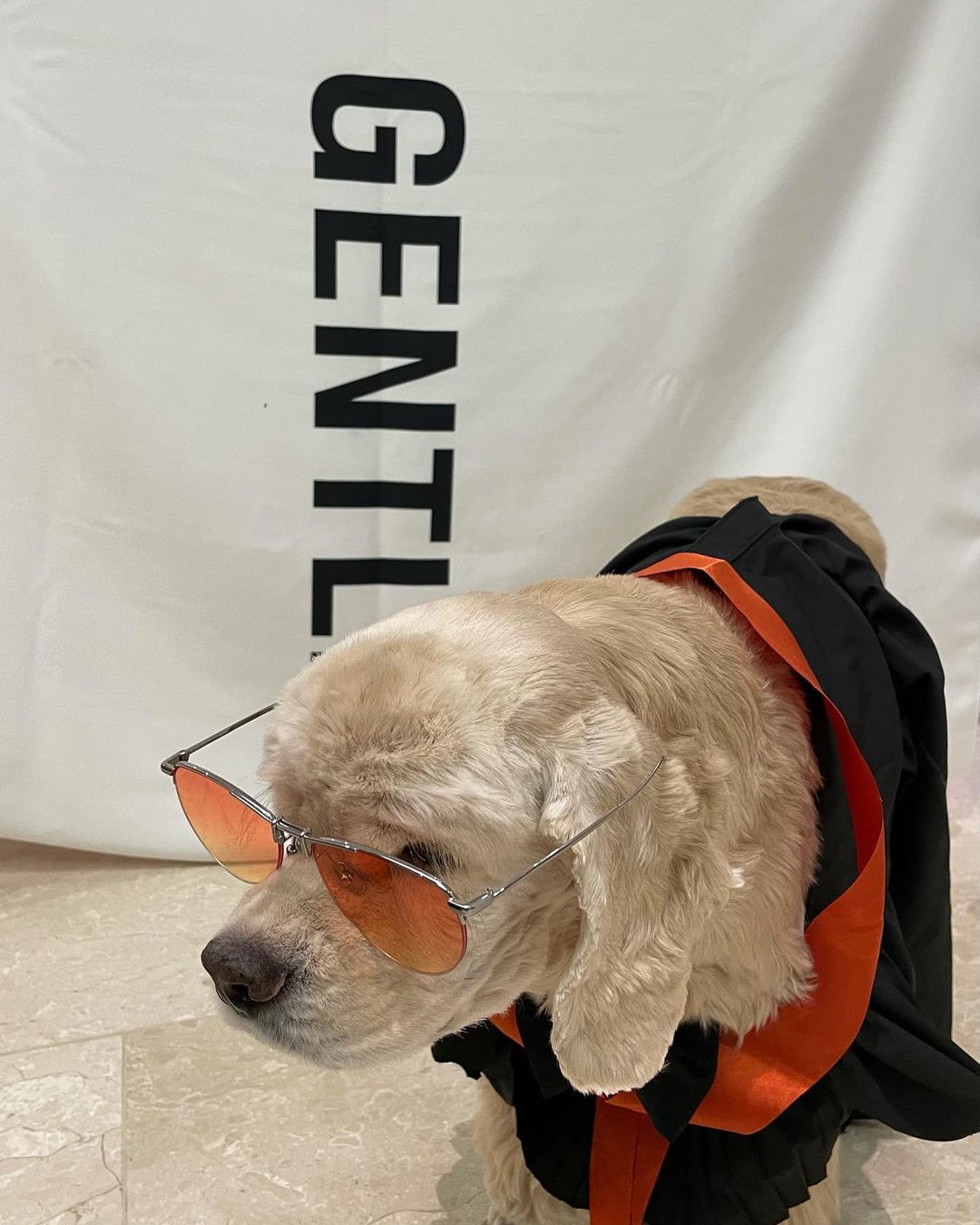 Puppy version #GENTLECAMPAIGN
#GentleMonster 
#GentleMonsterOptical…