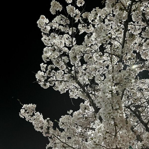 벚꽃잎이 흩날릴 때…