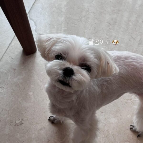 240211 Jisoo IG Story Update