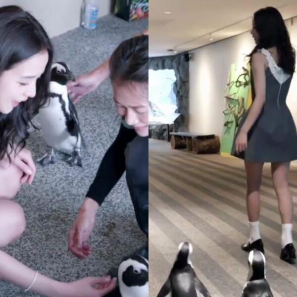 250822 Blackpink's Jisoo plays with penguins at Mandai Wildlife Reserve in new video