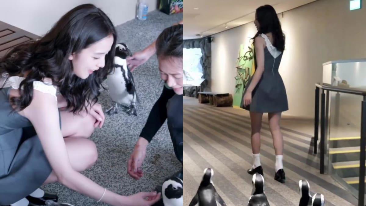250822 Blackpink's Jisoo plays with penguins at Mandai Wildlife Reserve in new video