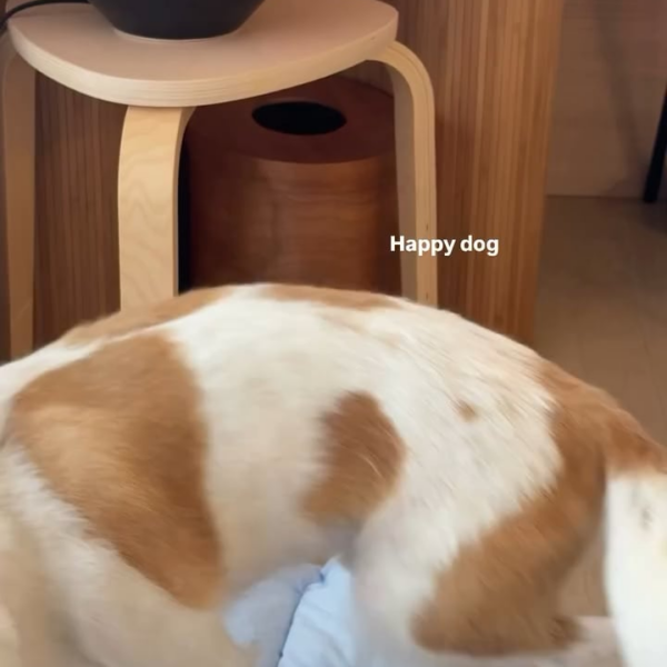 250824 Alice IG Story Update w/ HANK