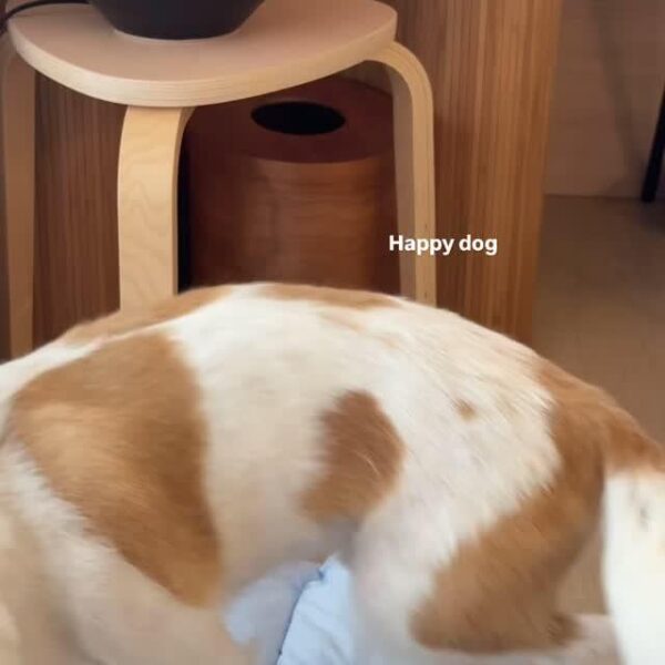 Alice IG Story Update w/ HANK