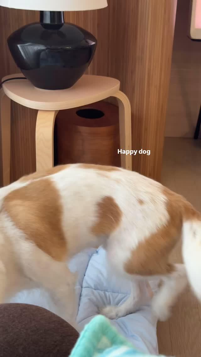Alice IG Story Update w/ HANK