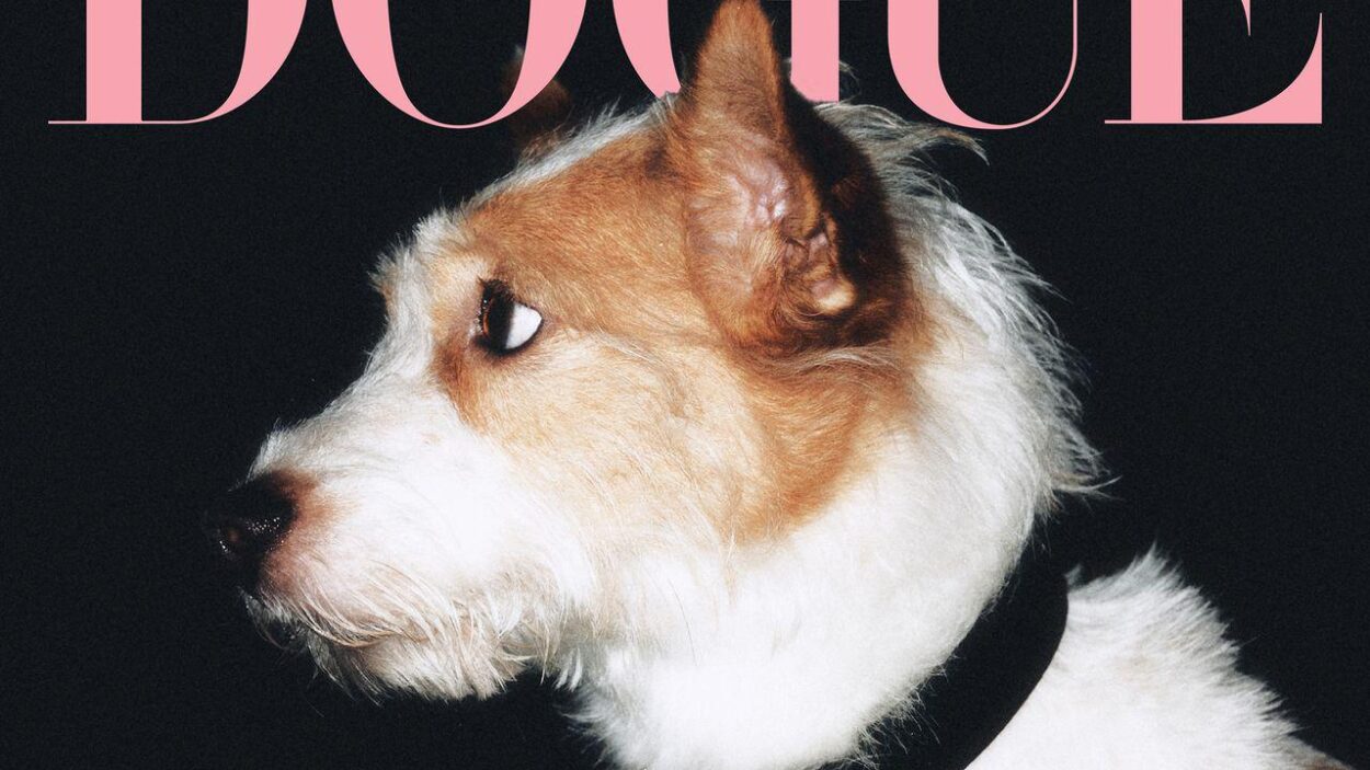 250819 How Rosé’s Dog Hank Went From Rescue Pup to Instagram’s Most Followed Dog