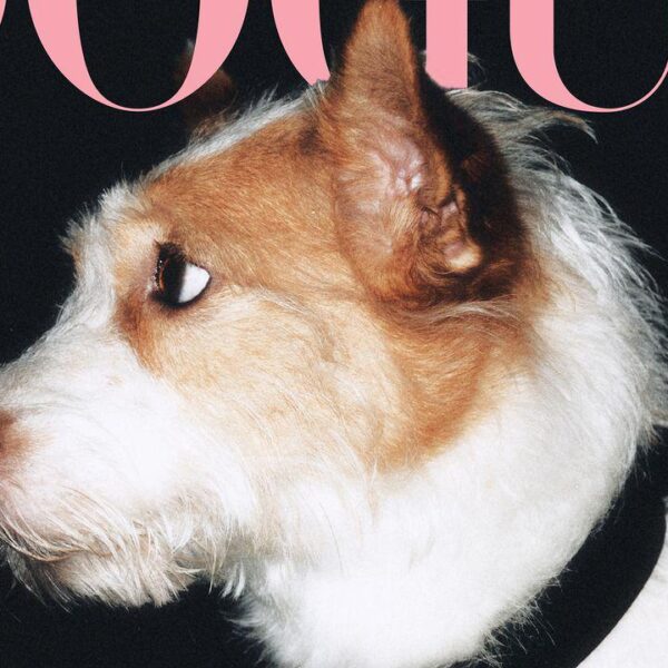 250819 How Rosé’s Dog Hank Went From Rescue Pup to Instagram’s Most Followed Dog