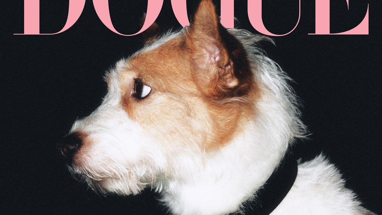 250819 How Rosé’s Dog Hank Went From Rescue Pup to Instagram’s Most Followed Dog