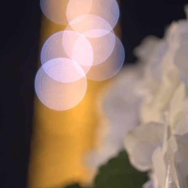 251008 Rosé for SAINT LAURENT