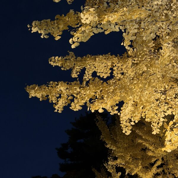 251110 JISOO APP Feed Update