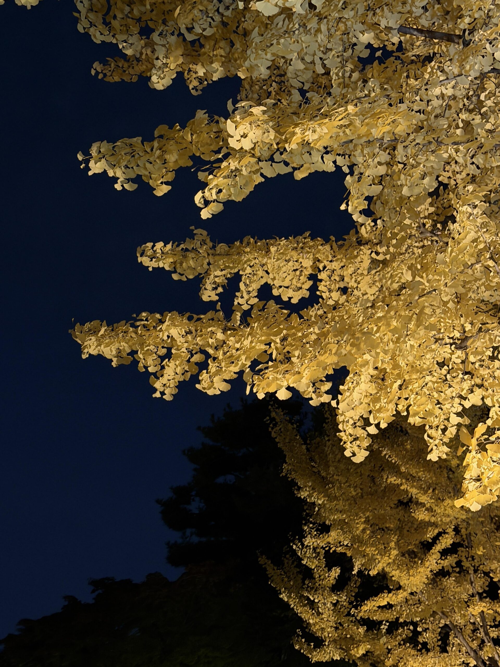 251110 JISOO APP Feed Update