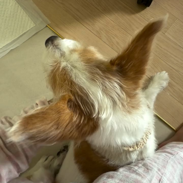 251109 Alice IG Story Update w/ HANK