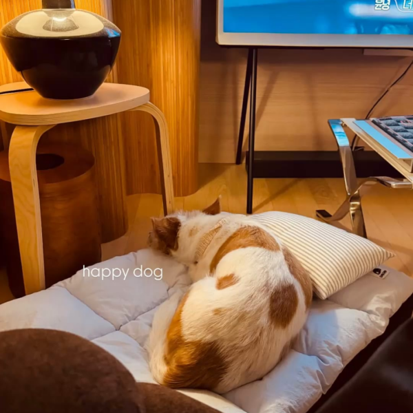 251108 Alice IG Story Update w/ HANK