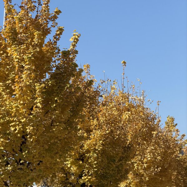 251116 JISOO APP Feed Update