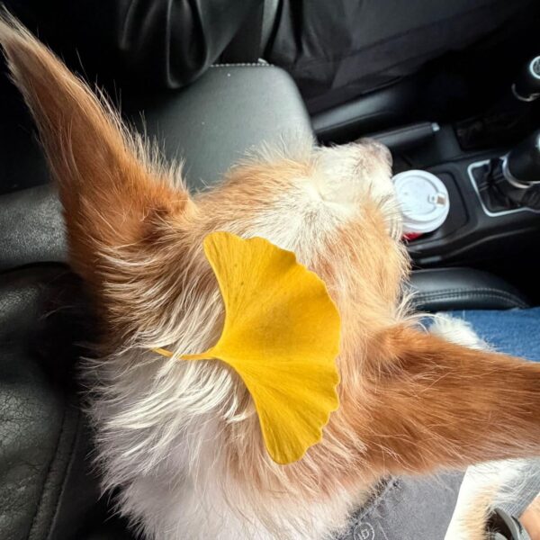 Alice IG Story Update w/ HANK