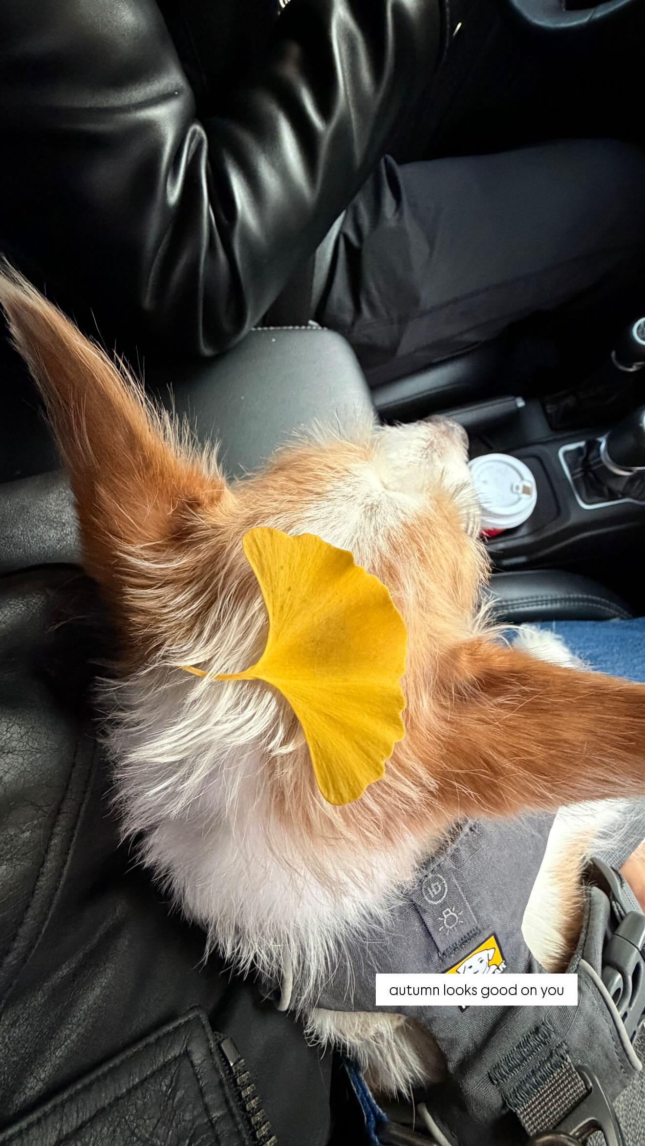 Alice IG Story Update w/ HANK