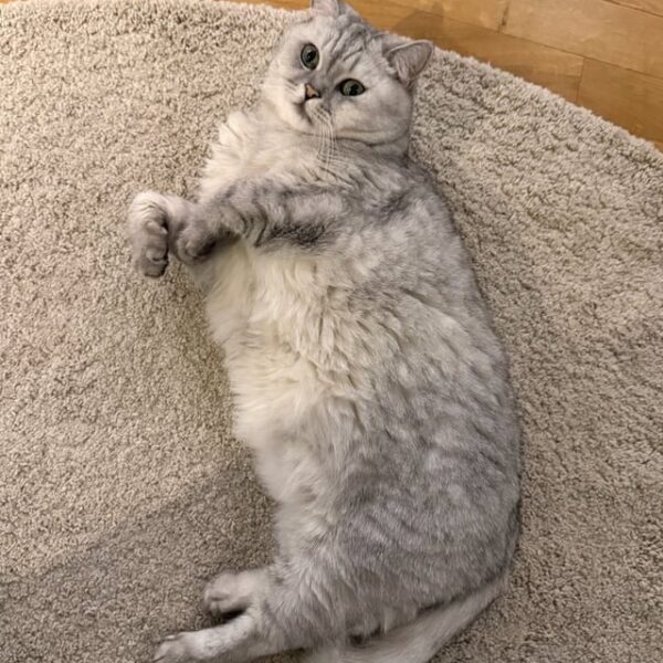 251217 Lisa Bubble Update