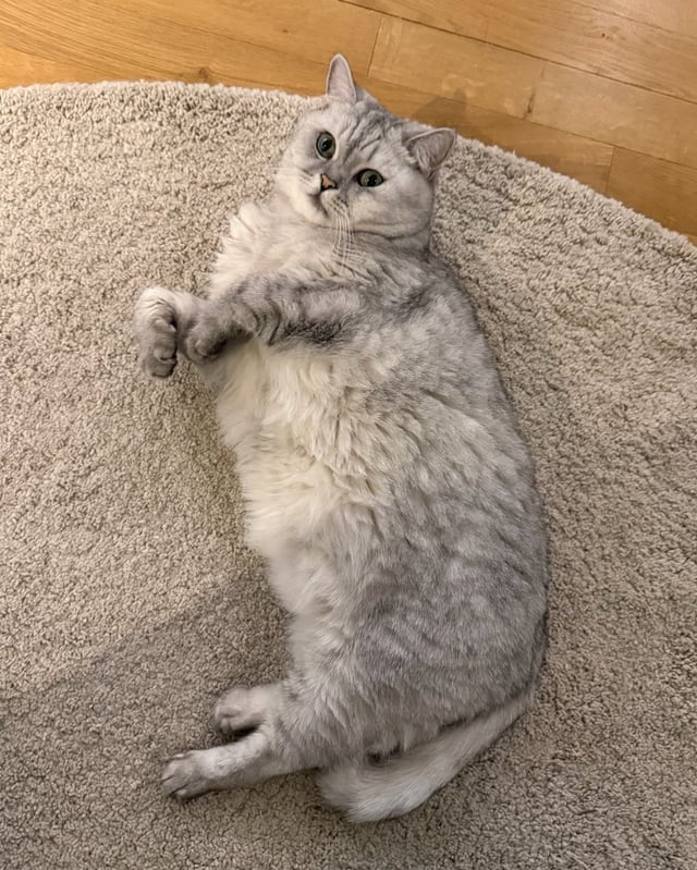 251217 Lisa Bubble Update