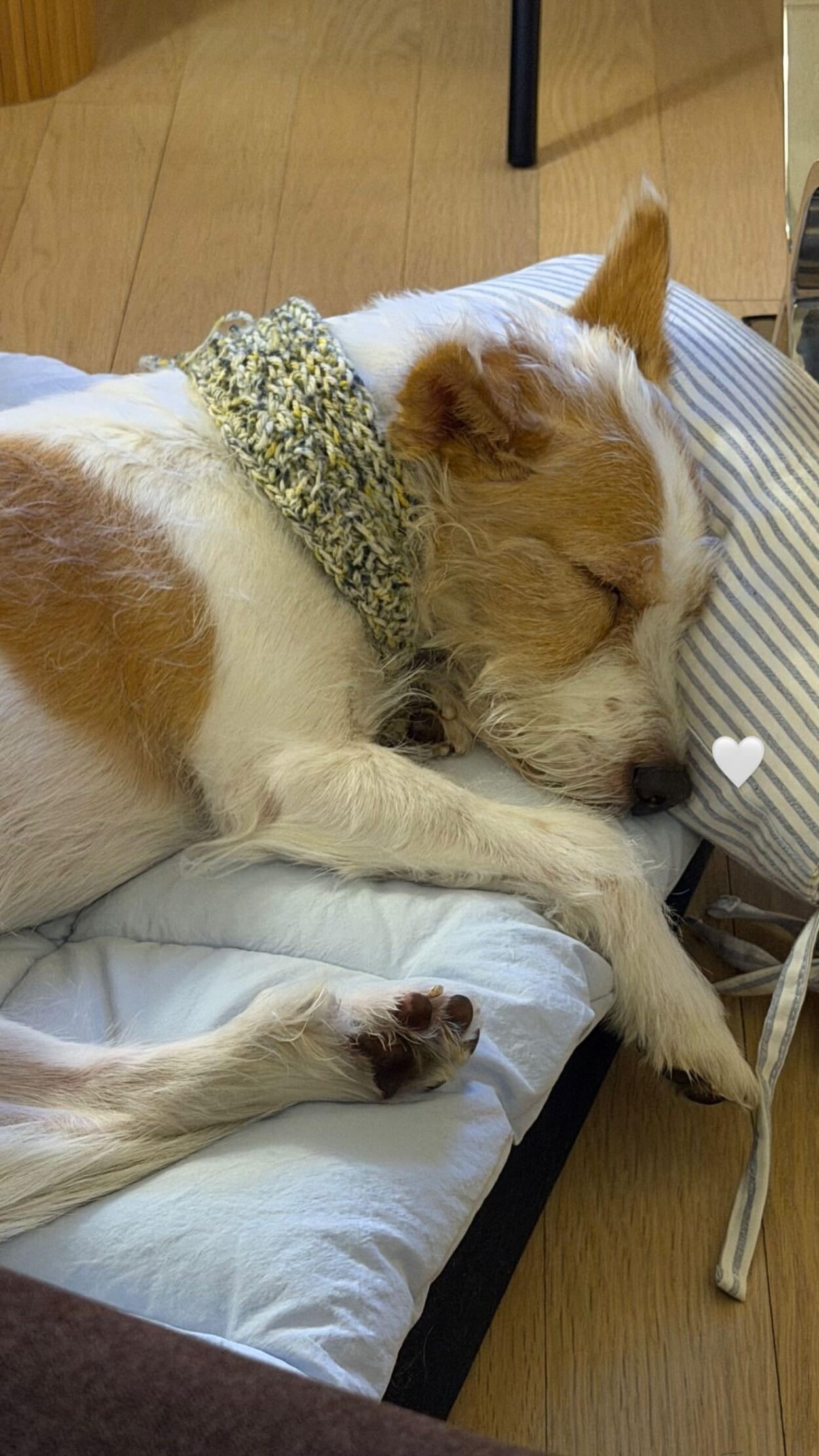 251227 Alice IG Story Update w/ HANK