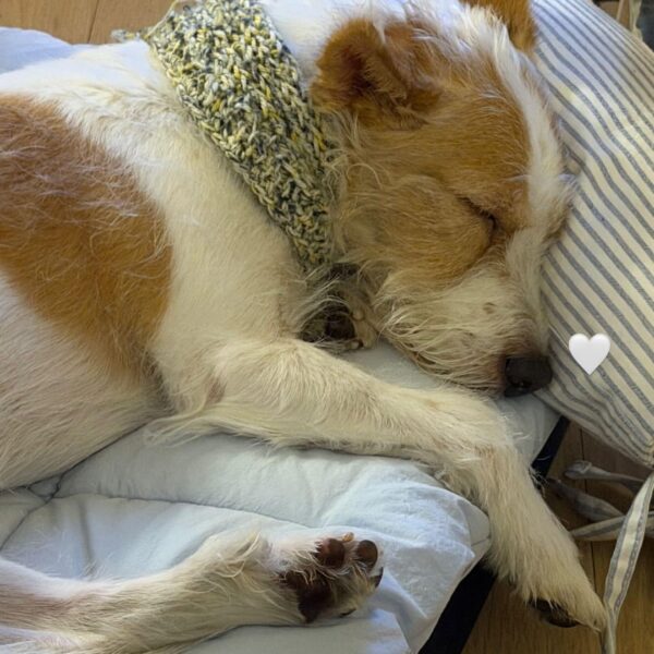 251227 Alice IG Story Update w/ HANK