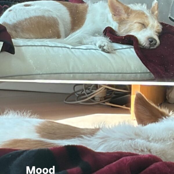 260102 ROSÉ IG Story Update w/ HANK
