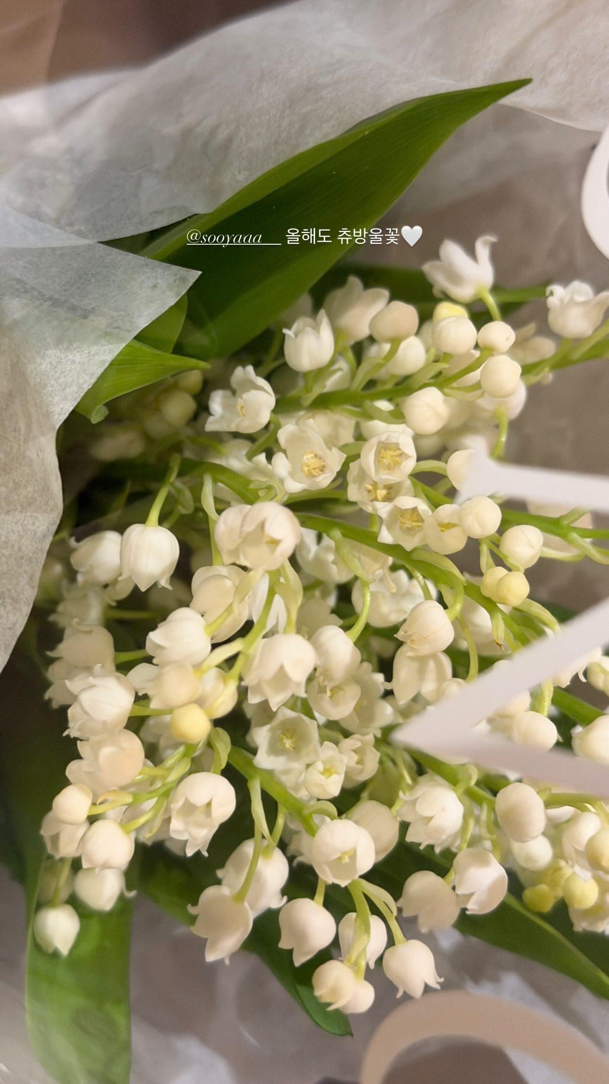 260103 Jisoo IG Story Update