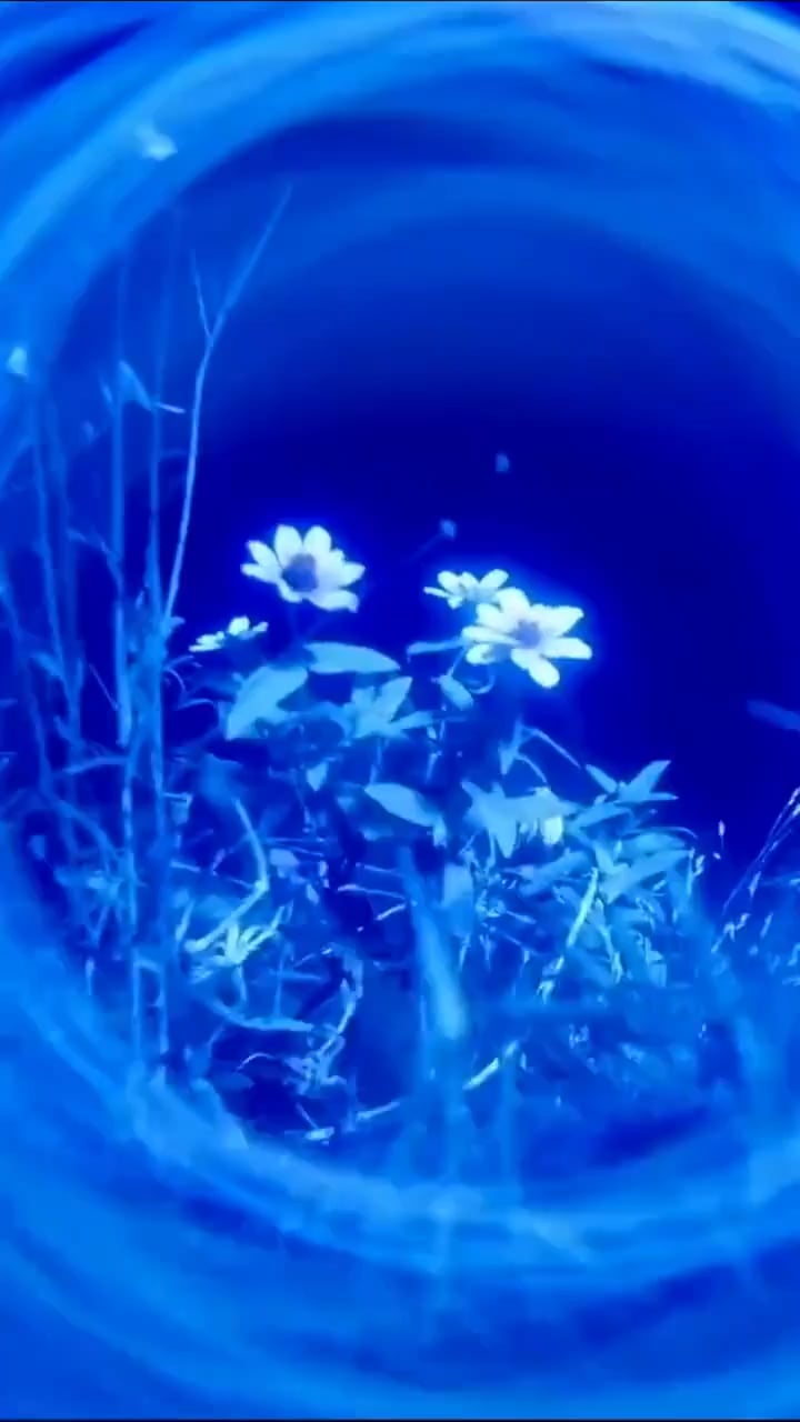 260214 Jisoo TikTok Update