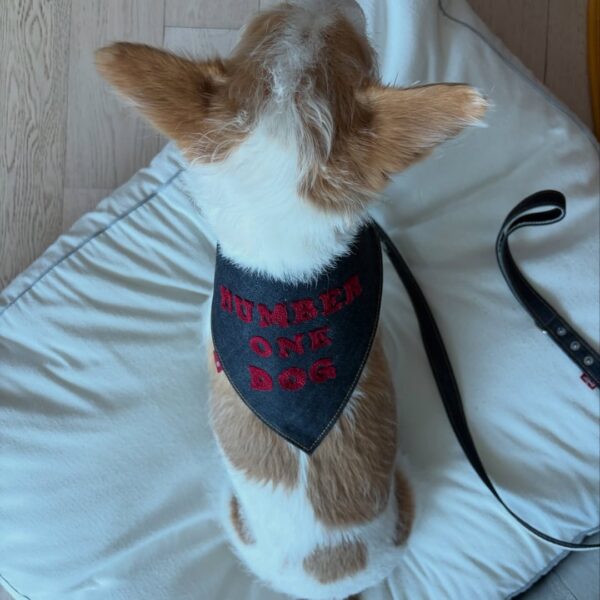 260216 hank_says_hank IG Update