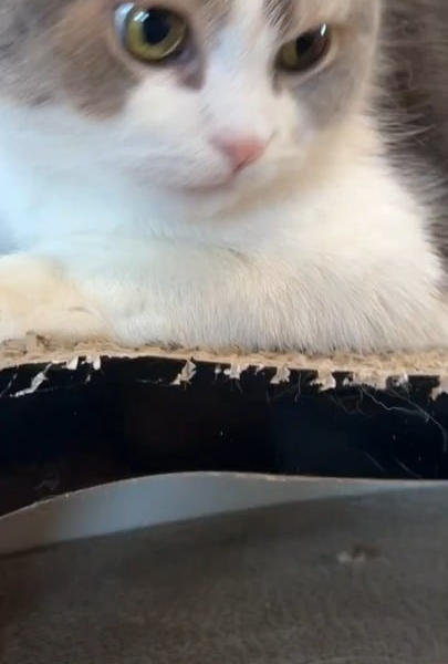 260323 Lisa Bubble Update