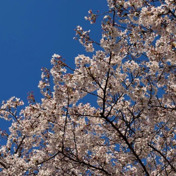 260405 Jisoo IG Update