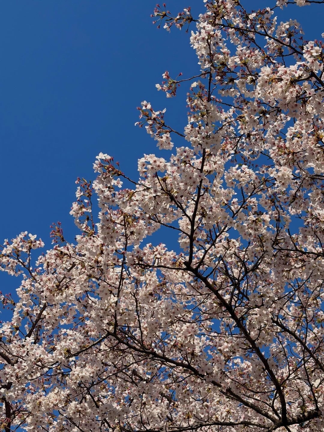 260405 Jisoo IG Update